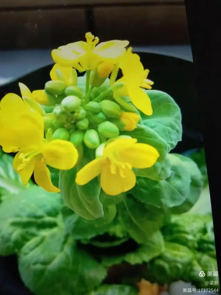 《水泡花》2024年元月22日 周一